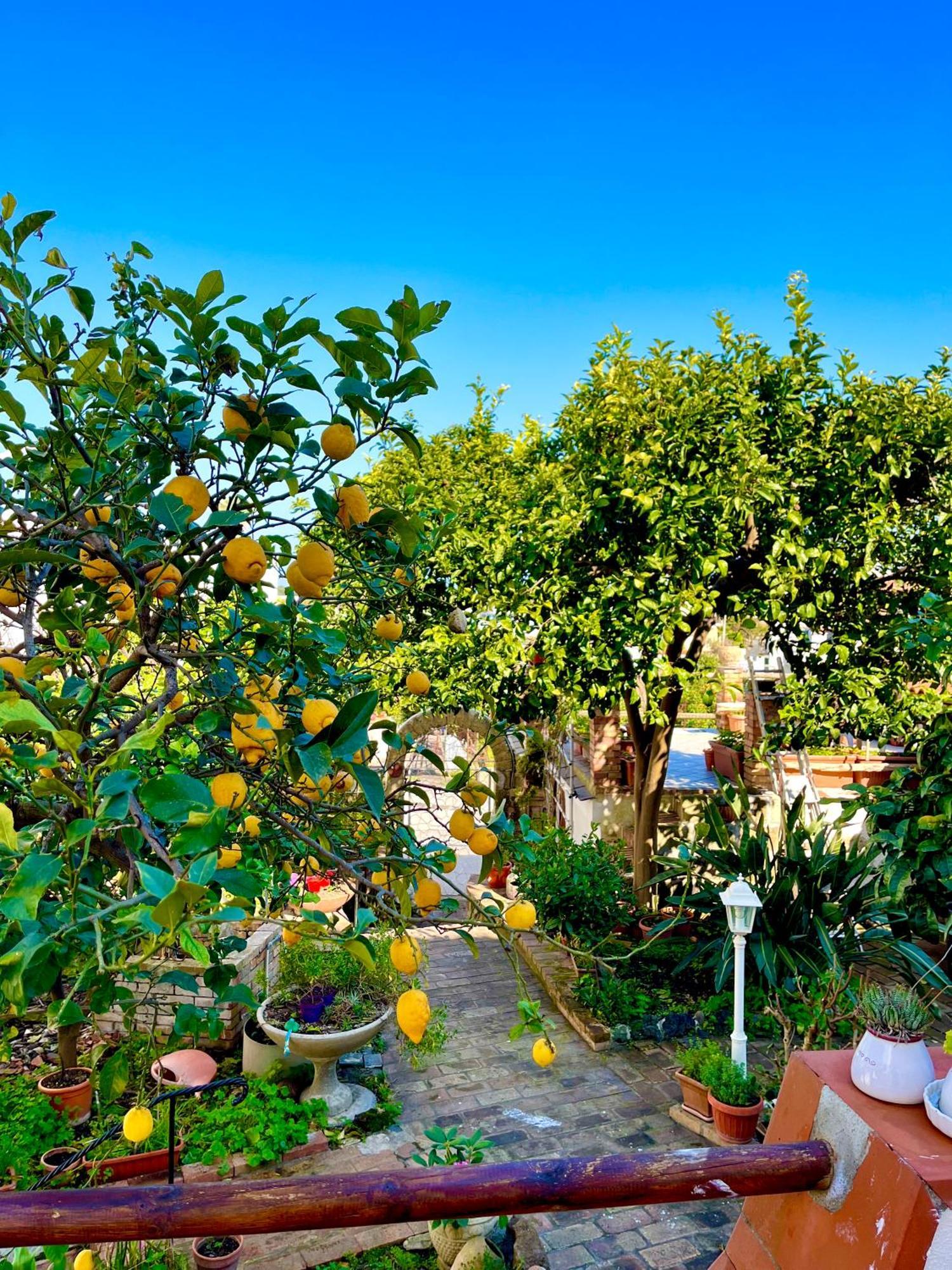 Villa Elke Ischia Exterior foto